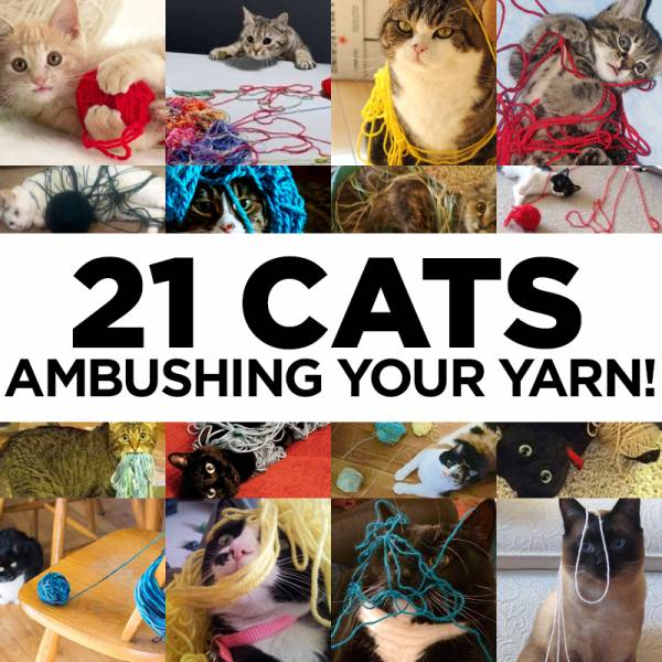 \"21_Cats_Ambushing_Your_Yarn\"